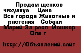 Продам щенков чихуахуа  › Цена ­ 10 000 - Все города Животные и растения » Собаки   . Марий Эл респ.,Йошкар-Ола г.